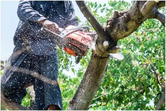 tree services Elmwood Park